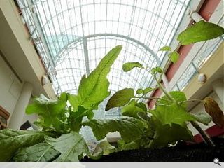 Cleveland shopping mall transformed into greenhouse