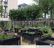 Greyfriars Community Garden by ERZ shows how vacant ground can be used to grow vegetables 