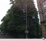 A row of protected lime trees will be retained