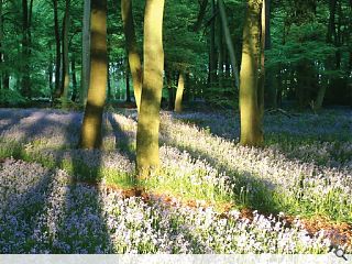 Woodland Trust to plant 1m trees in February