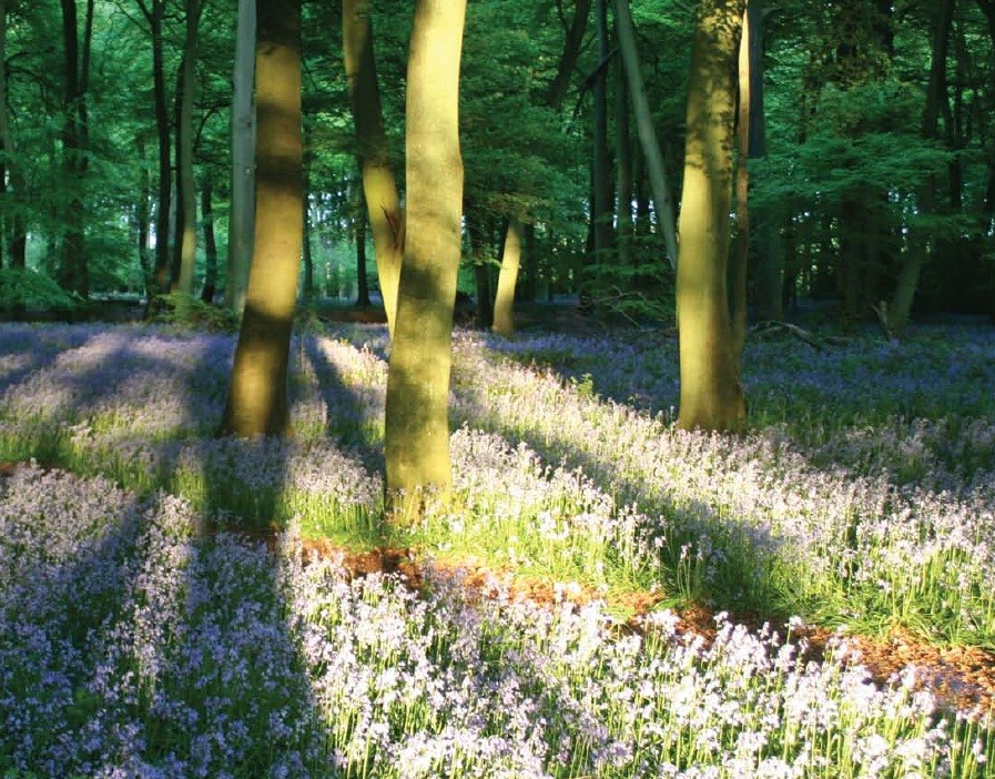 woodland trust trees february planting plant tree january 1m environment building urbanrealm